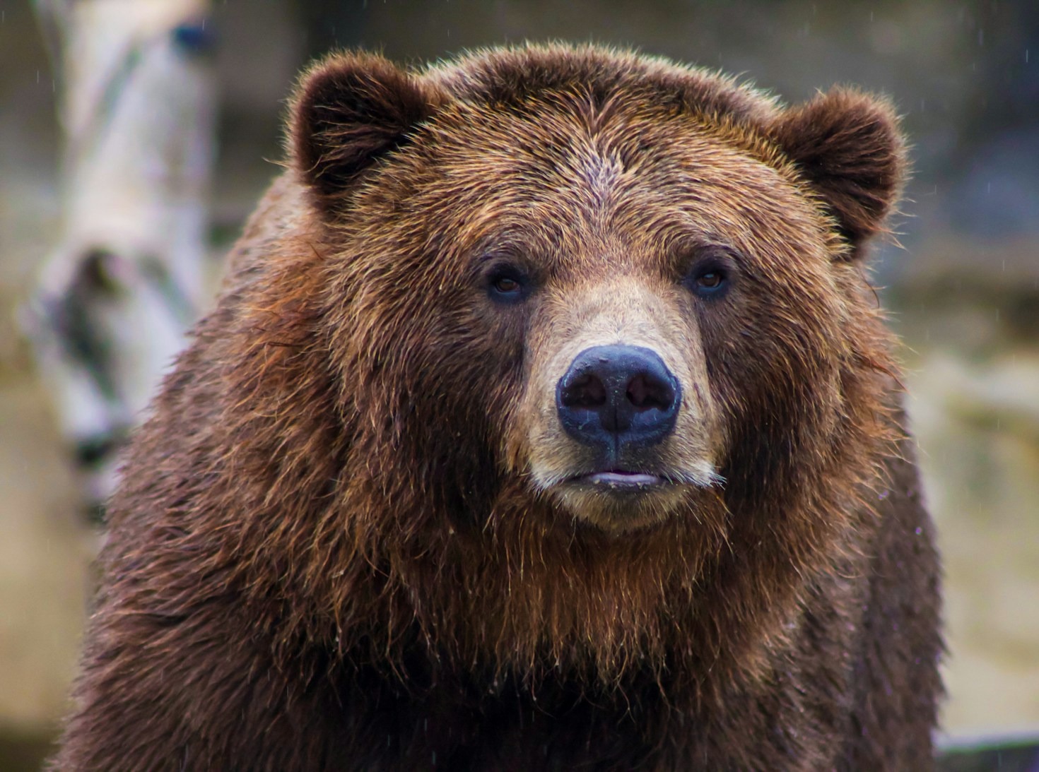 A Day in the Life of BooBoo The Bear